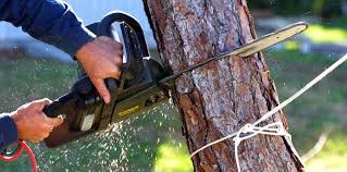Best Tree Maintenance Programs  in Dulce, NM