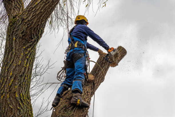Best Commercial Tree Services  in Dulce, NM