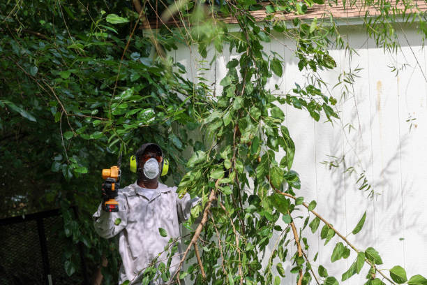 Best Tree Maintenance Programs  in Dulce, NM