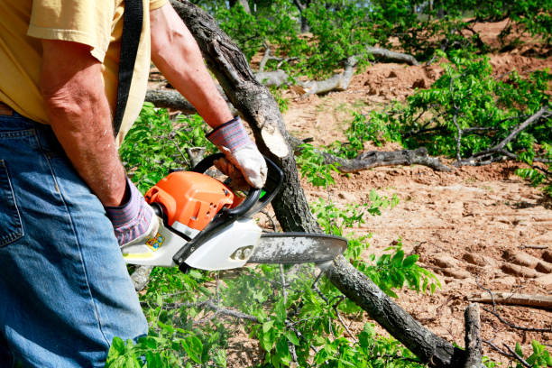 Best Tree Cabling and Bracing  in Dulce, NM